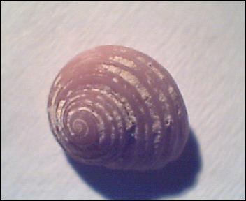 Homalopoma sanguineum